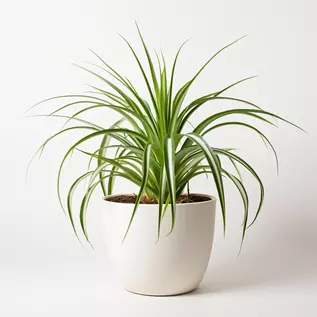 Low-maintenance Spider Plant for your home office