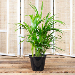 Low-maintenance for your home office Bamboo Palm