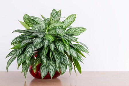 Low-maintenance Chinese Evergreen for your home office