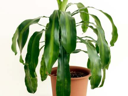 Low-maintenance Dracaena (Corn Plant) for your home office