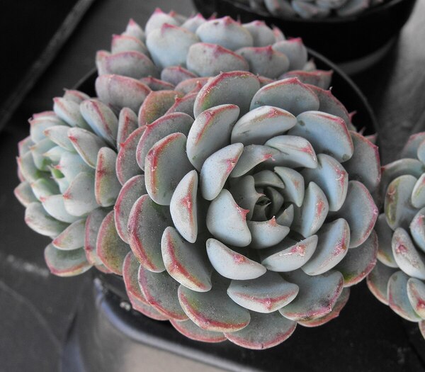 Echeveria (Echeveria elegans)