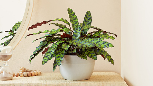 Rattlesnake Plant