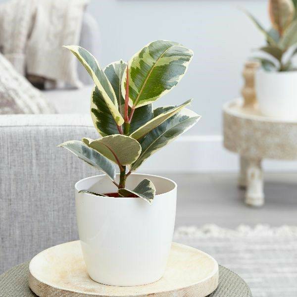 Low-maintenance Rubber Plant for your home office