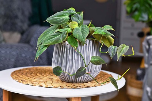 Low-maintenance Philodendron plant for your home office