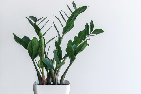 Low-maintenance ZZ Plant for your home office