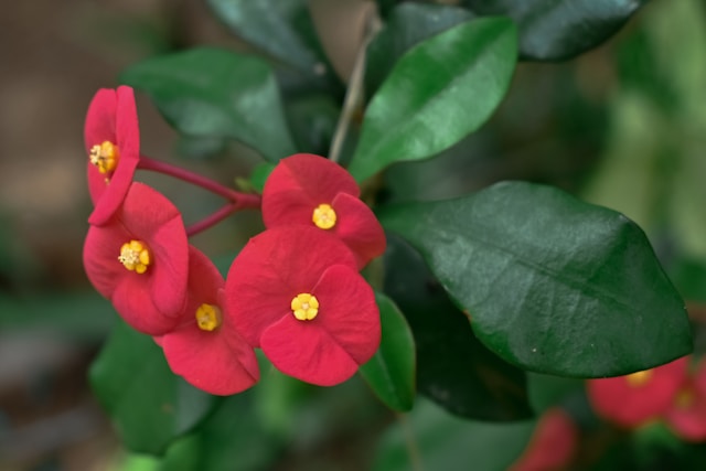 Crown of Thorns (Euphorbia milii)
