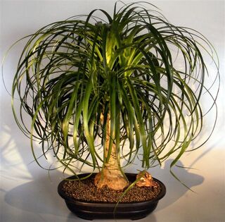 Ponytail palm