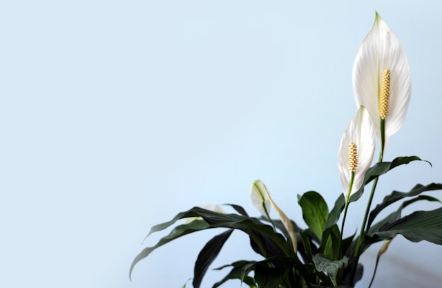 Low-maintenance Peace Lily for your home office