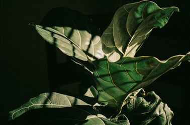 Fiddle Leaf Fig