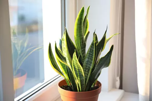 Low-maintenance Snake Plant for your home office